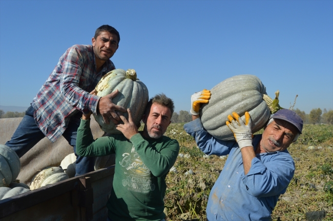 Büyük şehirlerin "bal kabağı" Afyonkarahisar'dan gidiyor